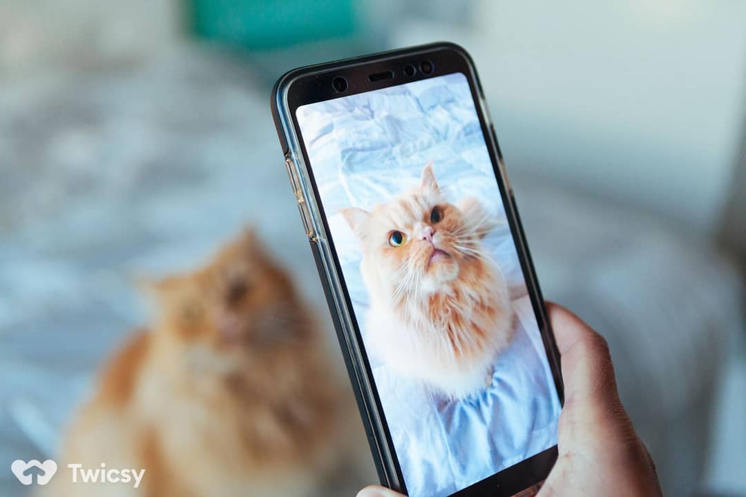 Cute Cat Instagram Captions