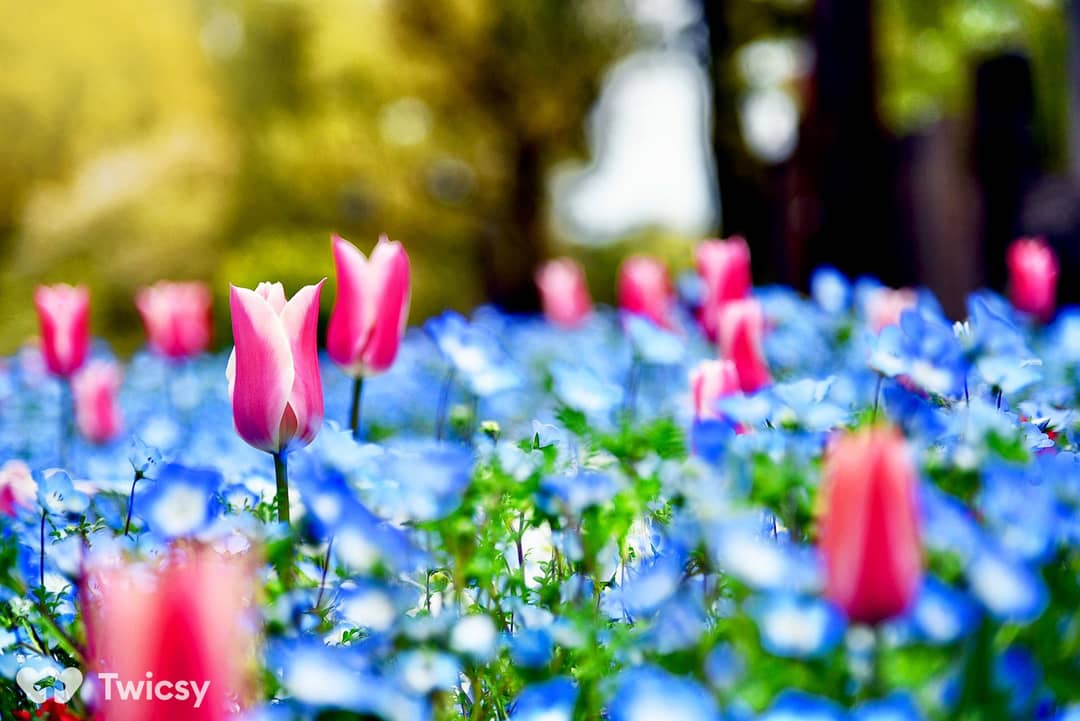 Spring Instagram Captions for Gardeners
