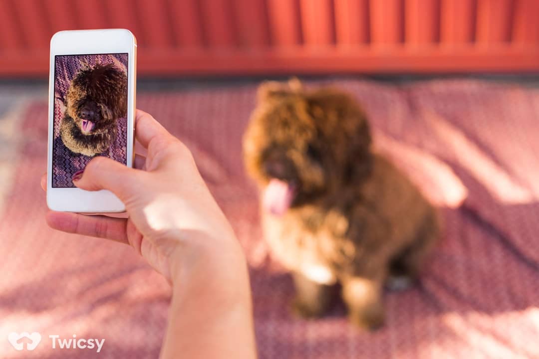 Unique Instagram Captions for Dog Breeds