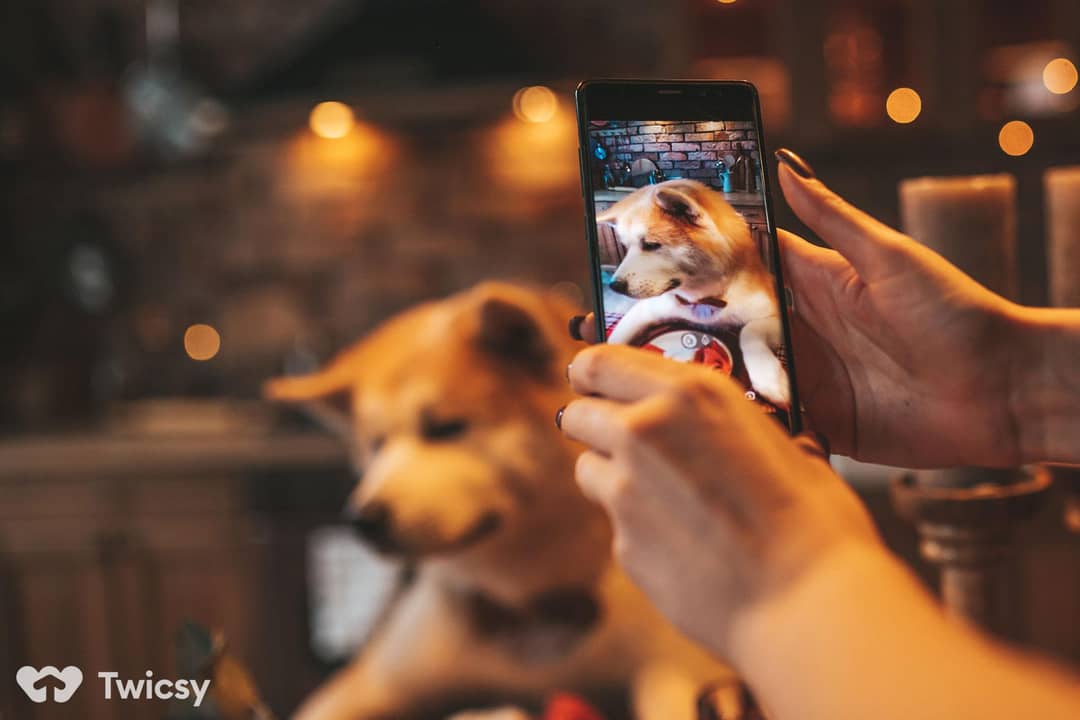 Funny Dog Captions for Instagram
