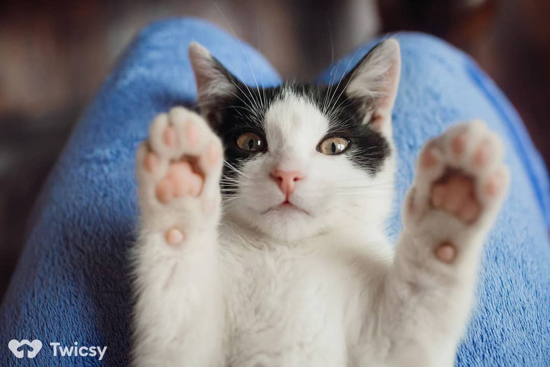 Funny Cat Instagram Captions From Your Kitty’s POV