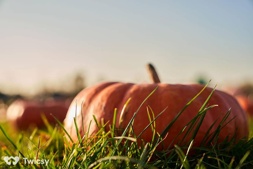 Aesthetic Pumpkin Instagram Captions