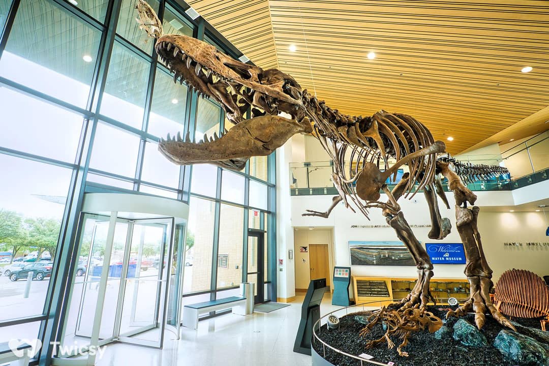 Natural History Museum Instagram Captions